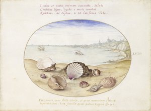 Muscheln und Blick auf Cádiz