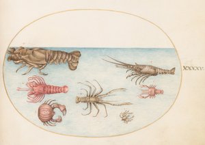 Schalentiere, ca. 1575-80