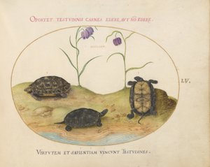 Schildkröte, ca. 1575-80 von Joris Hoefnagel