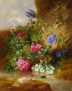 Alpenblume