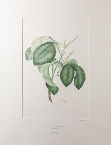 Allophyllus cobbe (Sapindaceae) - Tafel 365, Banks