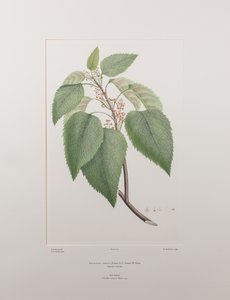 Aristotelia serrata (Elaeocarpaceae) - Tafel 419, Banks