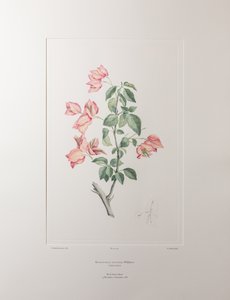 Bouganvillea spectabilis (Nyctaginaceae) - Tafel 355, Banks