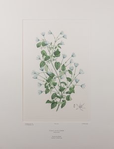 Clematis forsteri (Ranunculaceae) - Tafel 402, Banks