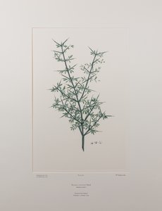 Discaria toumatou (Rhamnaceae) - Tafel 426, Banks
