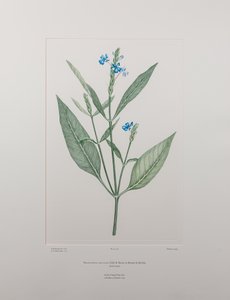 Eranthemum nervosa (Acanthaceae) - Tafel 378, Banks