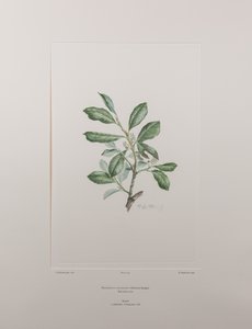 Heberdenia bahamensis (Myrsinaceae) - Tafel 395, Banks