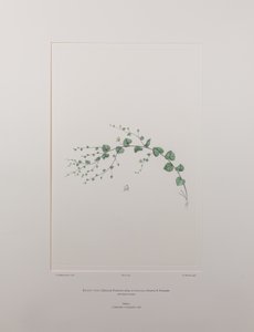 Kicksia spuria subsp. integrifolia (Scrophulariaceae) - Tafel 397, Banks