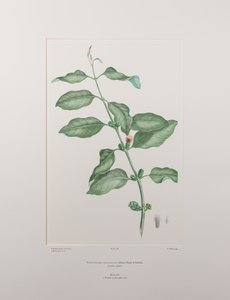 Lepeostegeres geminiflorus (Loranthaceae) - Tafel 386, Banks