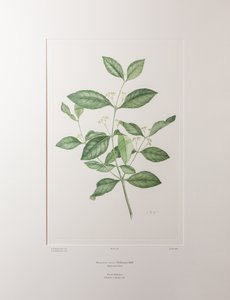 Reissantia indica (Celastraceae) - Tafel 363, Banks