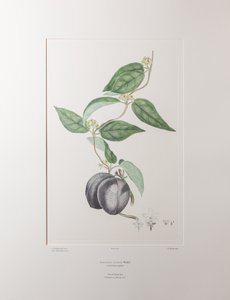 Sarcolobus globosus subsp. globosus (Asclepiadaceae) - Tafel 372, Banks