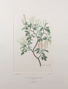 Weinmannia sylvicola (Cunoniaceae) - Tafel 436, Banks