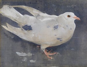 Die Taube
