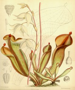 Heliamphora nutans von Joseph Dalton Hooker