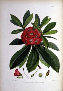 Rhododendron: Barbatum, Lithographie von Walter Hood Fitch