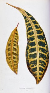 Croton Blatt variegata. Botanische Tafel in „Pflanzen mit buntem Laub. Sammlung der bemerkenswertesten Arten zur Dekoration von Gärten, Gewächshäusern und Wohnungen, von Edward Joseph Lowe und W. Howard, Mitglieder der London Horticulture Society