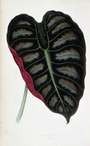 Blatt von Alocasia metallica von Joseph Edward and Howard W Lowe
