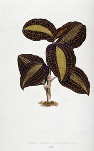 Blatt von Anoectochilus Xantophyllus