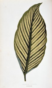 Blatt von Maranta Vittata. Botanische Tafel in Pflanzen mit buntem Laub. Sammlung der bemerkenswertesten Arten zur Dekoration von Gärten, Gewächshäusern und Wohnungen, von Edward Joseph Lowe und W. Howard, Mitglieder der London Horticulture Society von Joseph Edward and Howard W Lowe