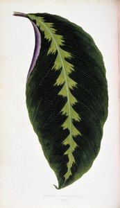 Maranta-Blatt warscewiczil. Botanische Tafel in „Pflanzen mit buntem Laub. von Joseph Edward and Howard W Lowe
