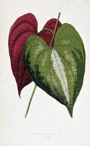 Yam-Blätter in 2 Farben (Dioscorea discolor). Botanische Tafel in „Pflanzen mit buntem Laub. Sammlung der bemerkenswertesten Arten zur Dekoration von Gärten, Gewächshäusern und Wohnungen, von Edward Joseph Lowe und W. Howard, Mitglieder der London Hort von Joseph Edward and Howard W Lowe