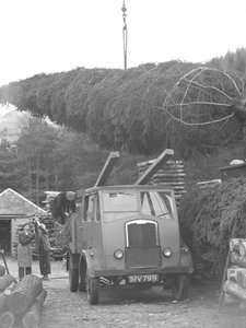 Lkw wird mit Weihnachtsbaum beladen