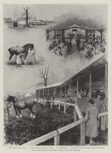 Verkauf von Shire-Pferden auf der Zuchtfarm des Prinzen von Wales, Wolferton