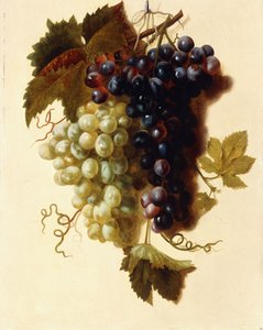 Bündel grüner und roter Trauben, die an einem Seil hängen, ca. 1796 von Joseph Laurent Malaine