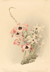 Dendrobium Hybridium Venus und Dendrobium Hybridium Cassiope von Joseph Mansell