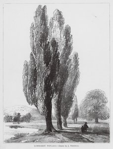 Lombardische Pappeln von Joseph Needham