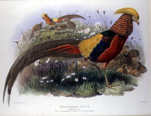 Thaumalea picta (Goldfasan), graviert von M. & N. Hanhart
