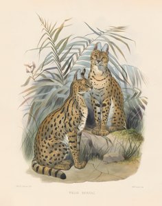  von Joseph Wolf