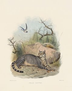  von Joseph Wolf