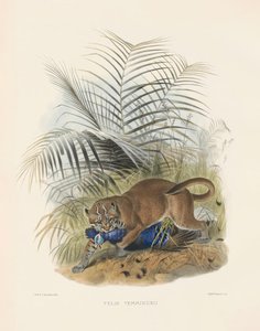  von Joseph Wolf