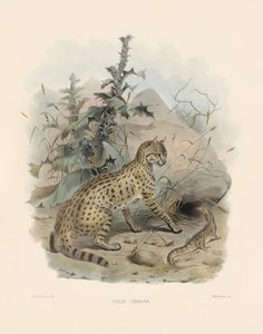  von Joseph Wolf
