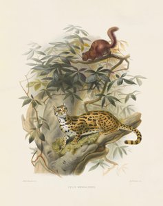  von Joseph Wolf