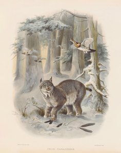  von Joseph Wolf
