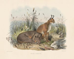  von Joseph Wolf