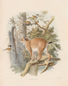  von Joseph Wolf
