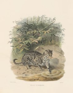  von Joseph Wolf