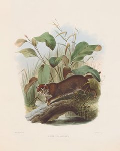  von Joseph Wolf