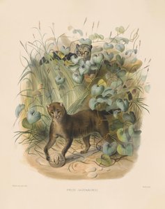  von Joseph Wolf