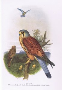 Turmfalke, Natur in Großbritannien veröffentlicht von Collins, 1946 von Joseph Wolf