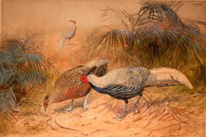 Lineated Kaleege (Euplpcamus lineatus), ca. 1851-76