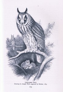 Waldohreule, Natur in Großbritannien veröffentlicht von Collins, 1946 von Joseph Wolf