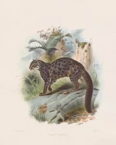  von Joseph Wolf