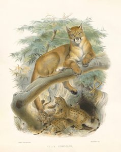  von Joseph Wolf