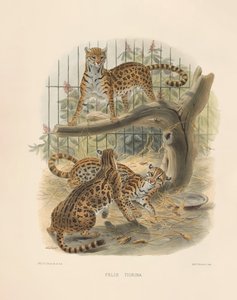  von Joseph Wolf