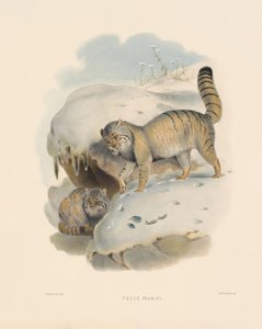  von Joseph Wolf