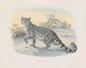  von Joseph Wolf
